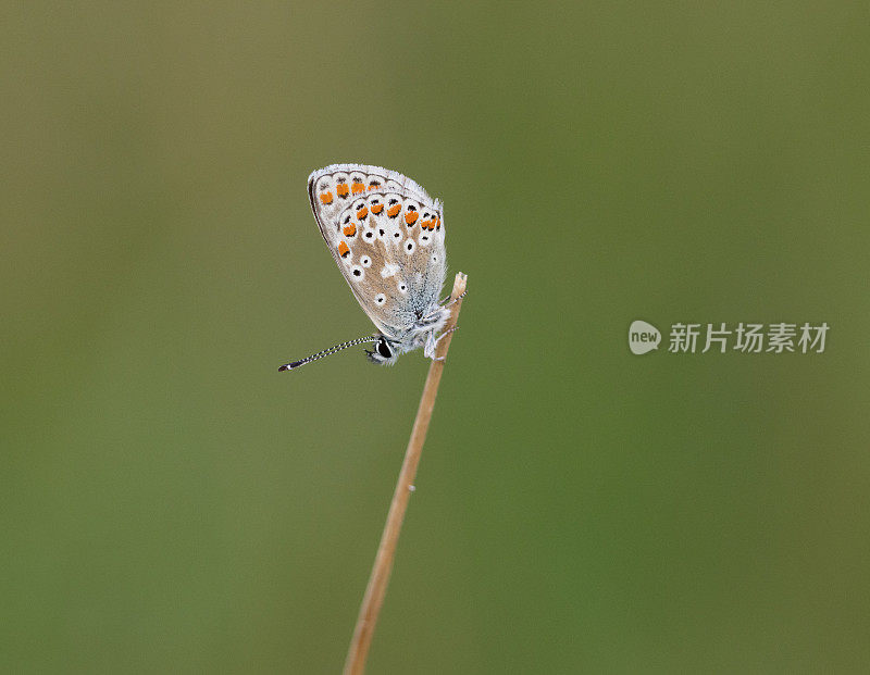 棕Argus蝴蝶(Aricia agestis)